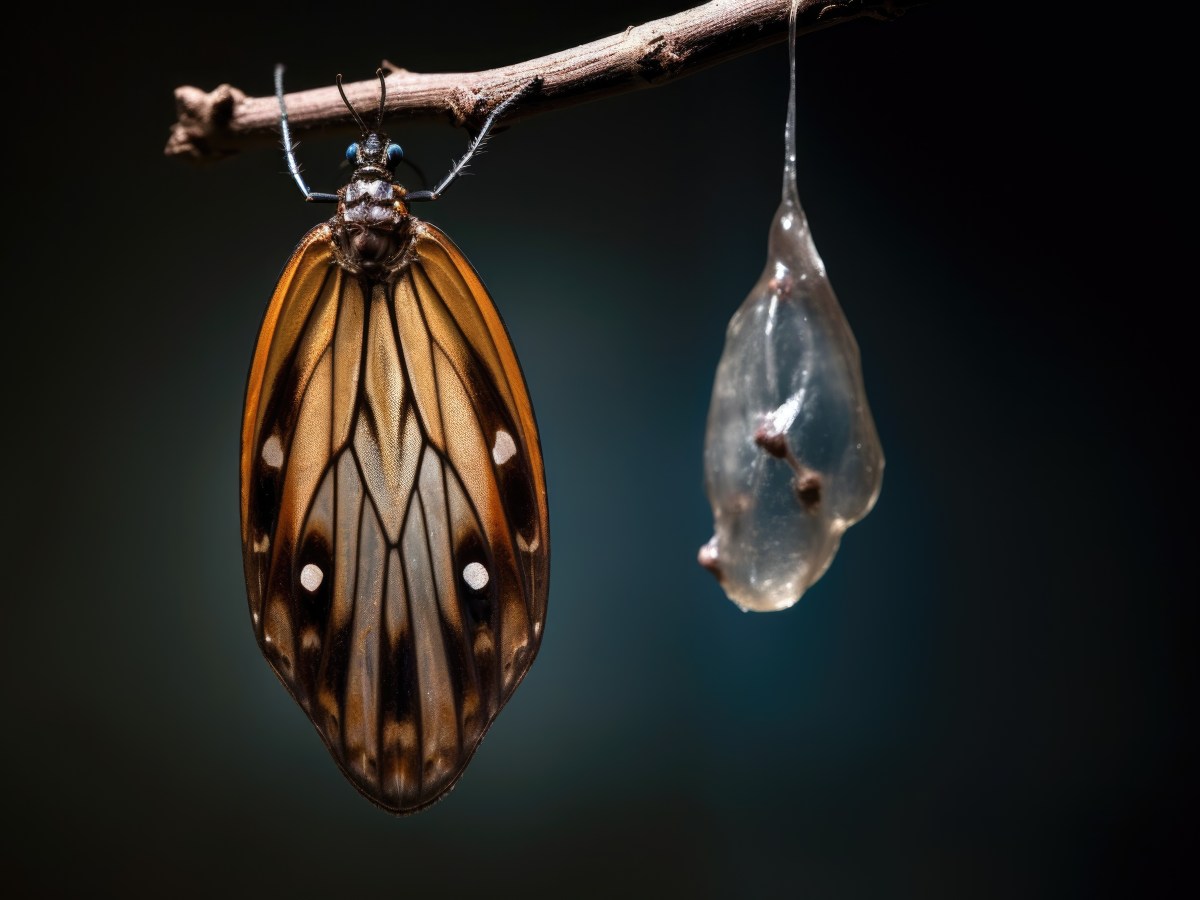 Serendipità o meglio Serendipity